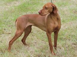 犬を家族に迎える前に